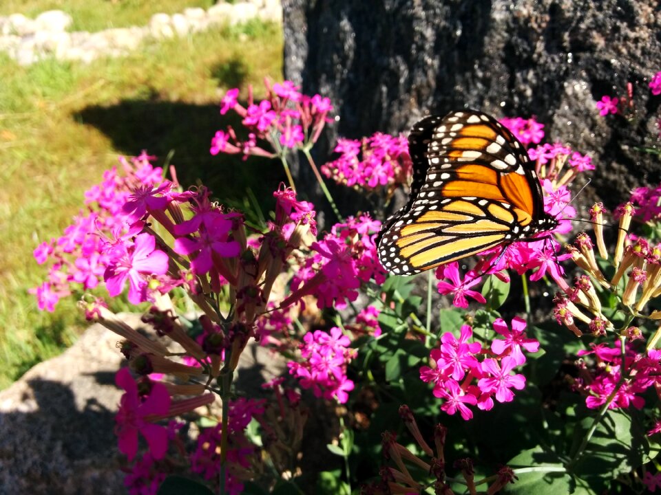 Monarch butterfly colorful flower