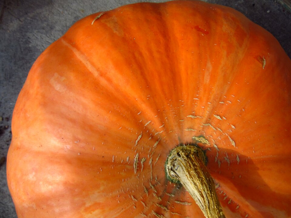 Autumn orange food