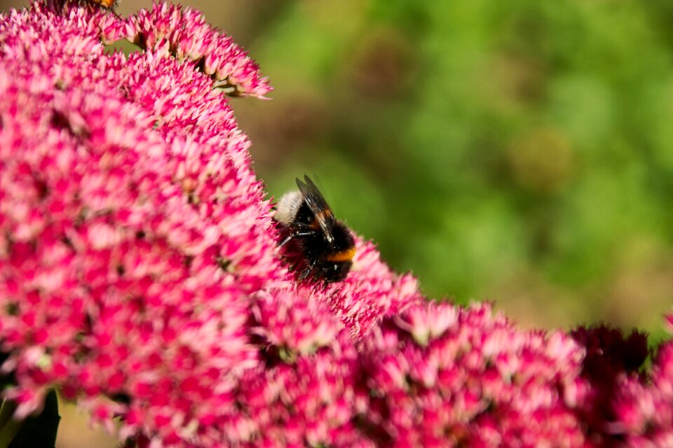 Sedum telephium garden branch