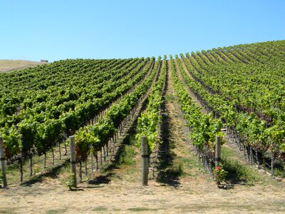 Scenic winery