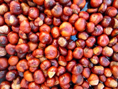 Autumn shiny aesculus hippocastanum