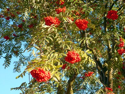 Red ash fruits