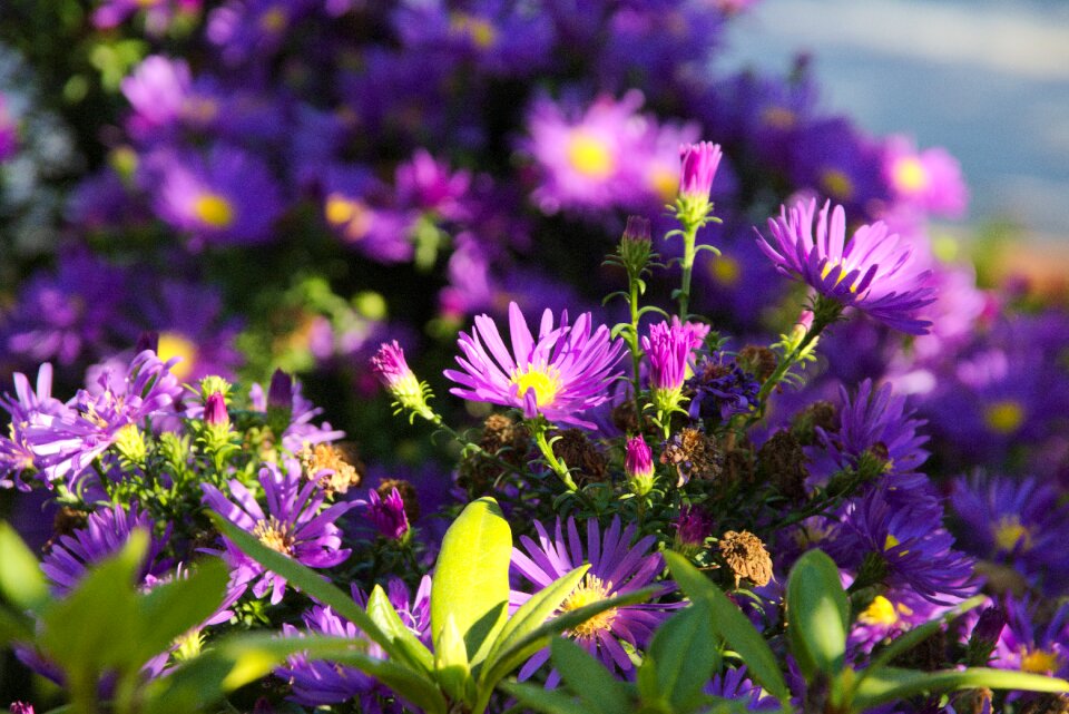 Branch purple green