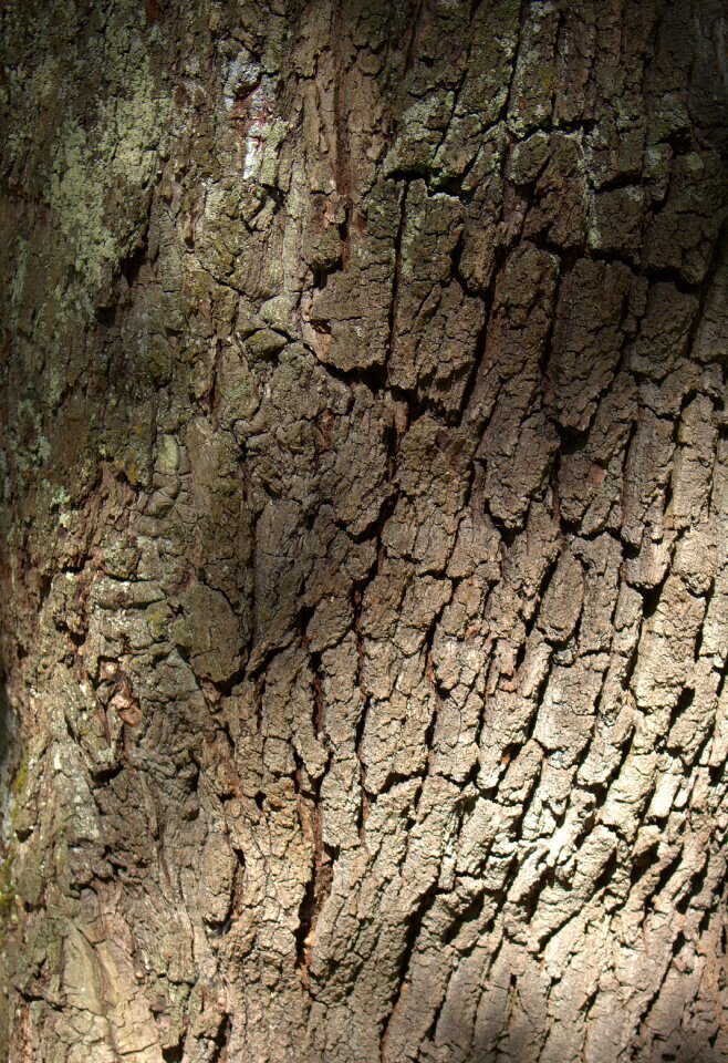 Nature structure oak