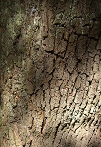 Nature structure oak