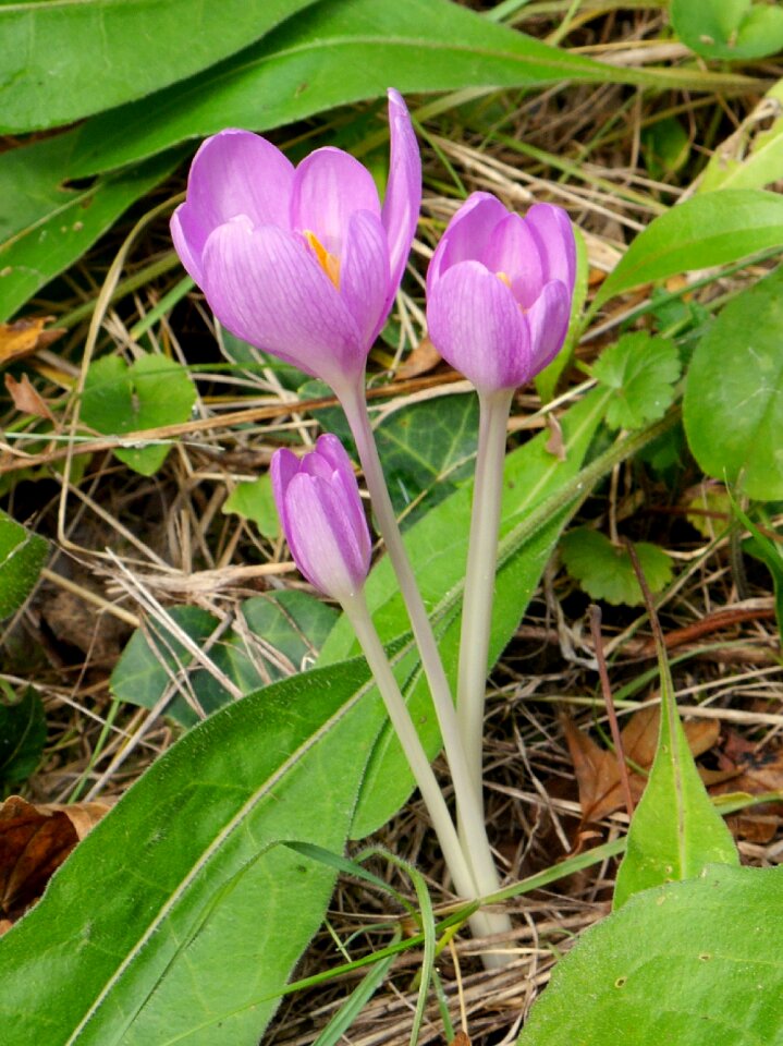 Burgenland jesienka flower