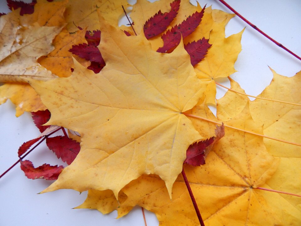 Yellow leaves yellow autumn leaves closeup