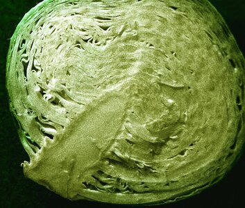 Eat vegetarian kohl