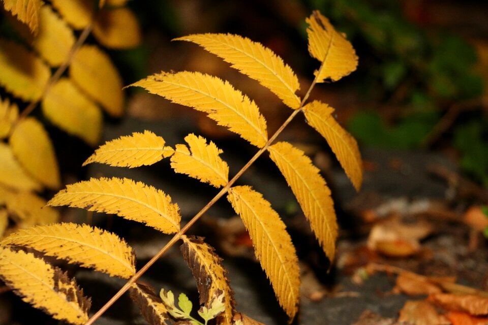 Flora summer plant