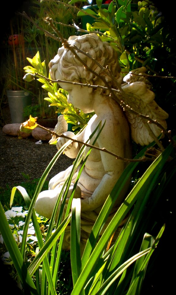 Angel garden close up