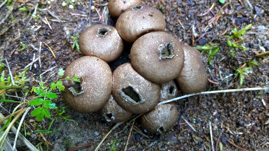 Mushroom fungi photo