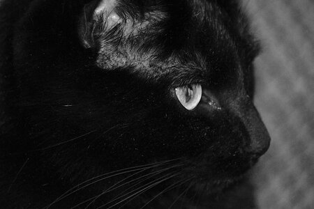 Eye black and white cat eyes photo