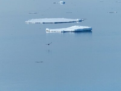 Winter ice bird