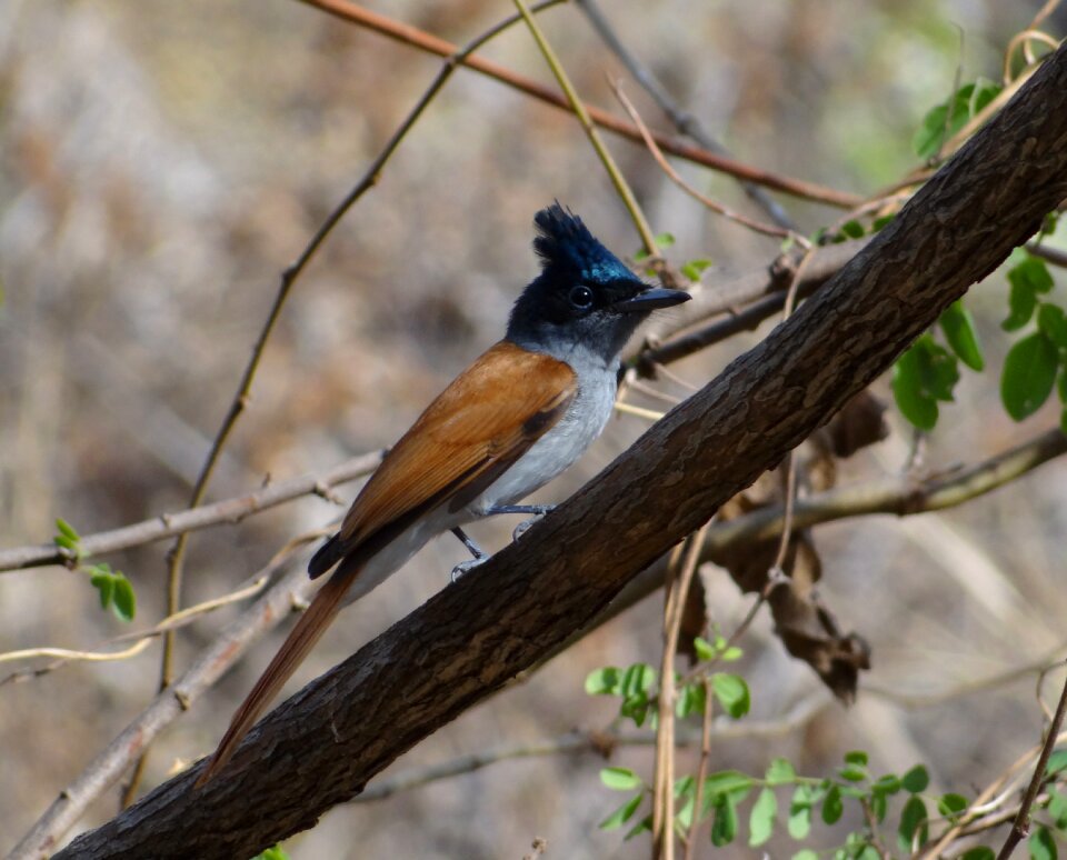 India brown wings gray feather
