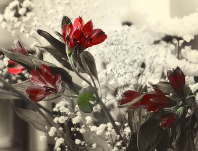 Blossom bouquet stem