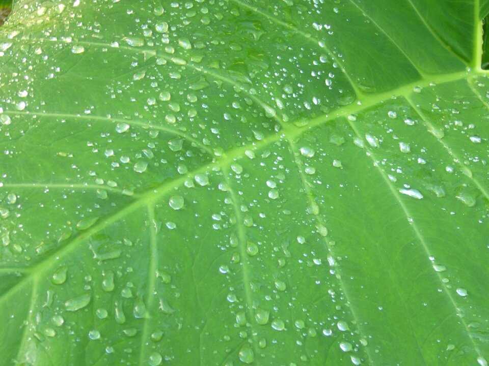 Water drops drops dew