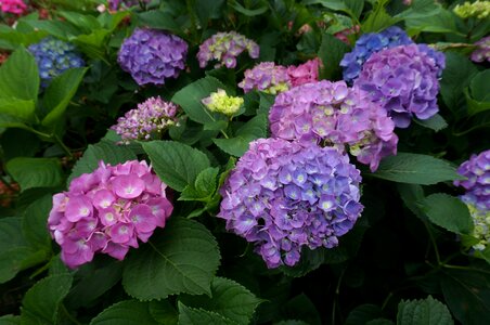 See flowers blue garden