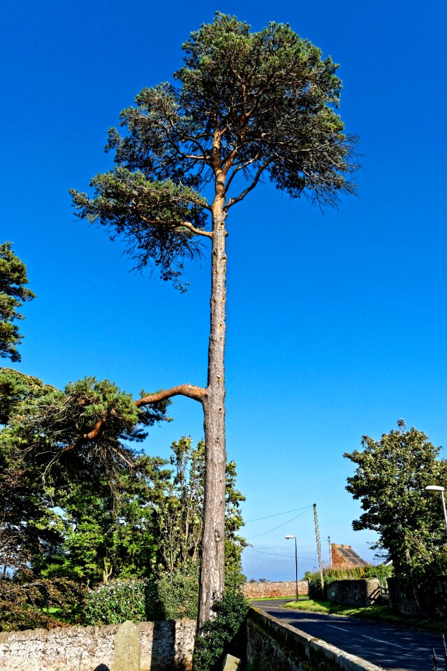 Tall nature sky