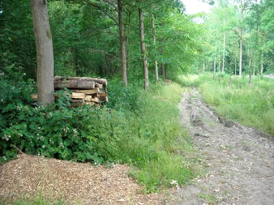 Trees cut trees walking path photo