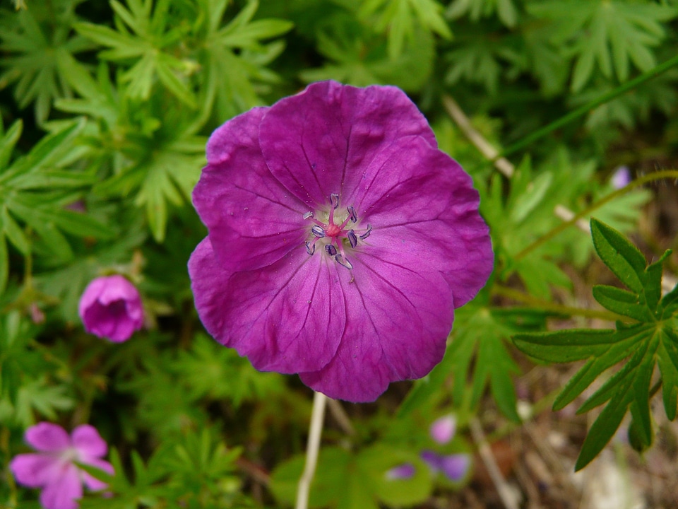 Bloom spring spring flower