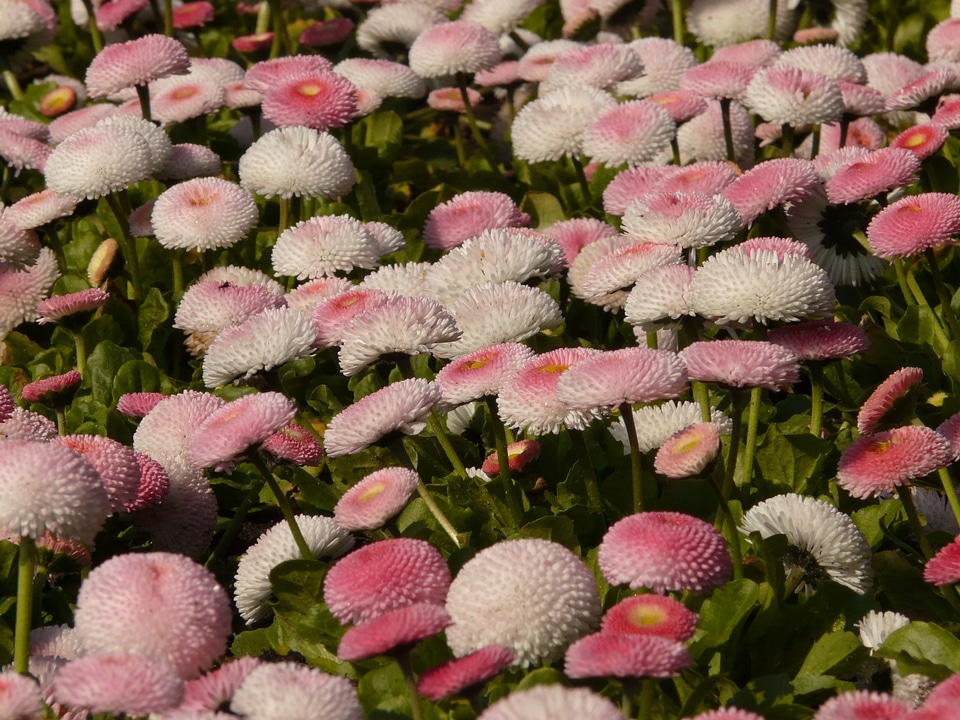 Flower blossom bloom