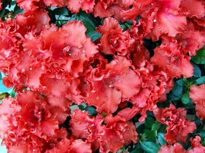 Vase of flowers petals red