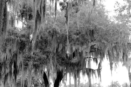 Nature swamp landscape