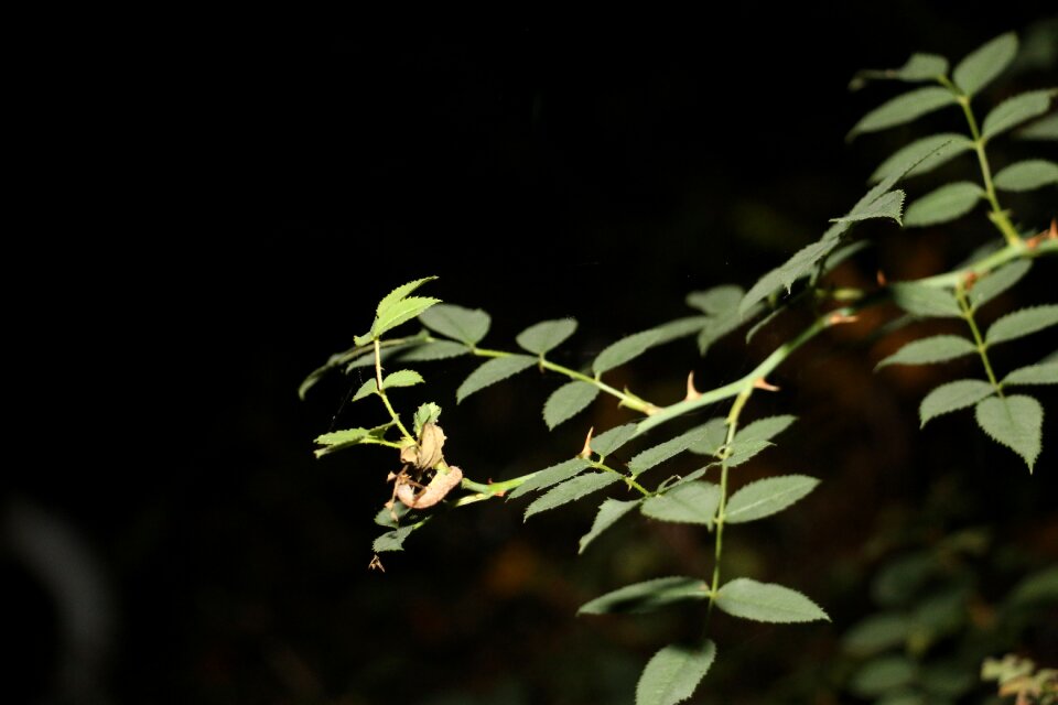 Flora summer plant