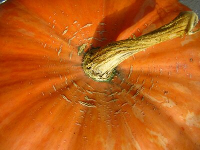 Autumn food orange