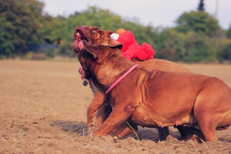 Mastiffs animal french