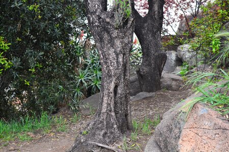 Hill san cristobal hill santiago