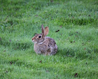 Cute easter furry photo