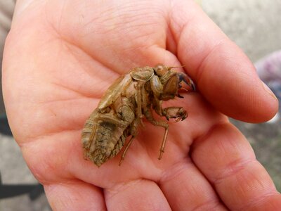 Molting skin hand skin change