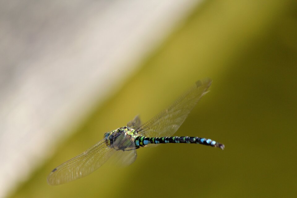Bug macro nature