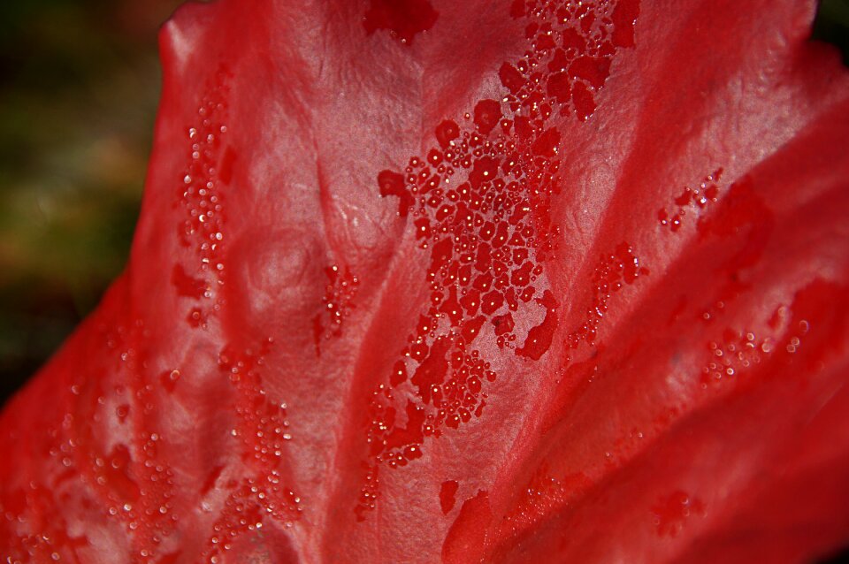 Close up drop of water flora