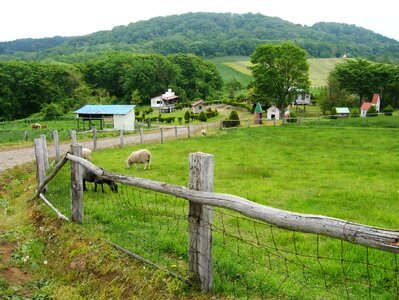 Hokkaido fence sheep photo