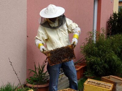 Honey bees bees food photo