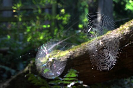 Spider web natural wildlife photo
