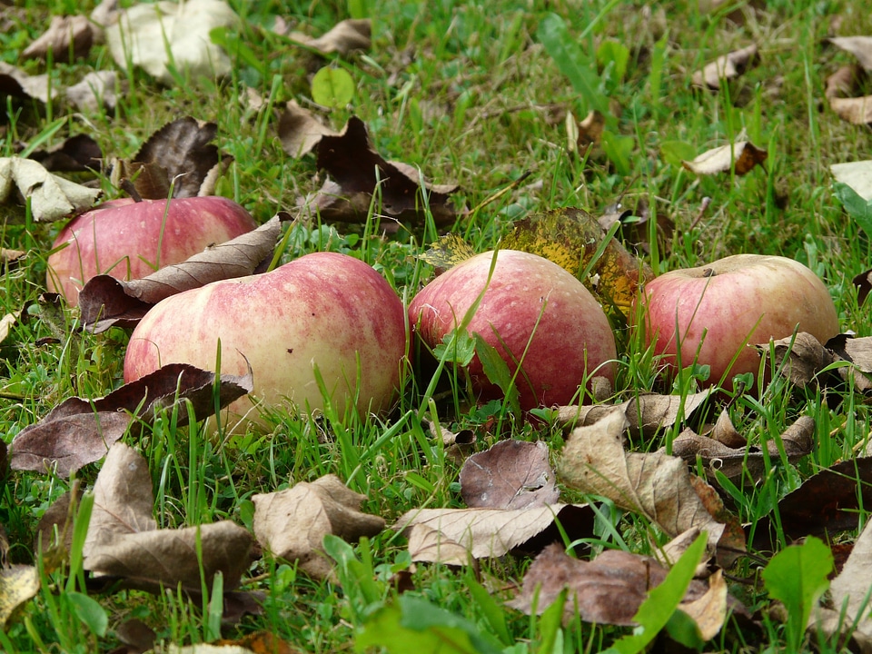 Pick windfall orchard