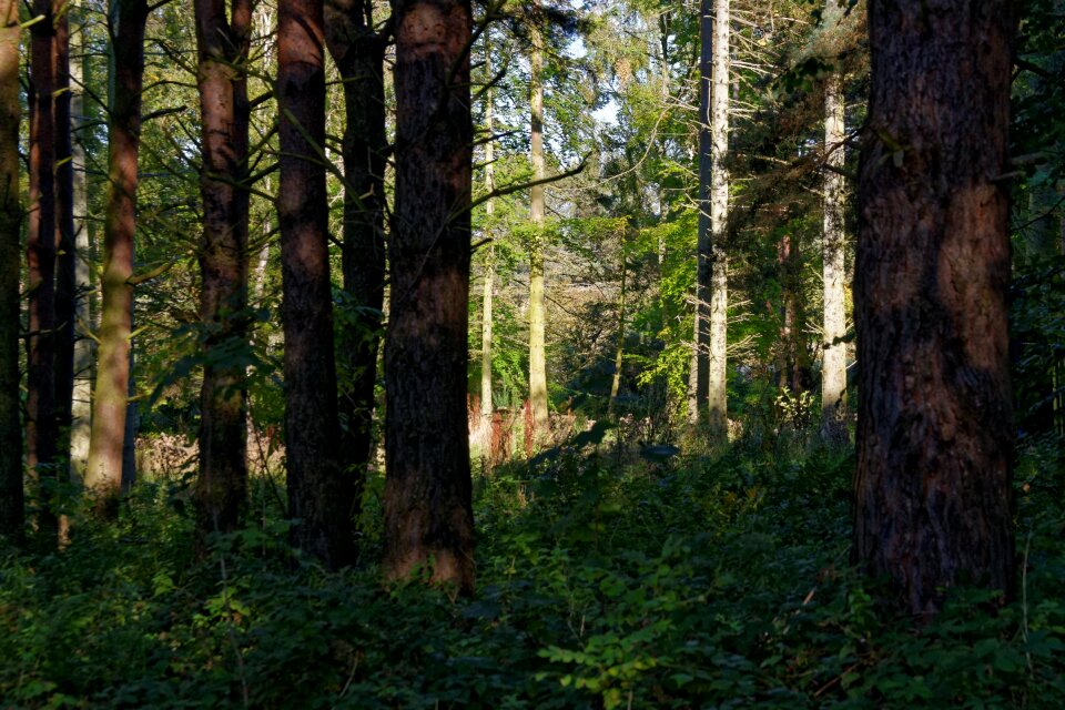 Nature forest landscape forest trees