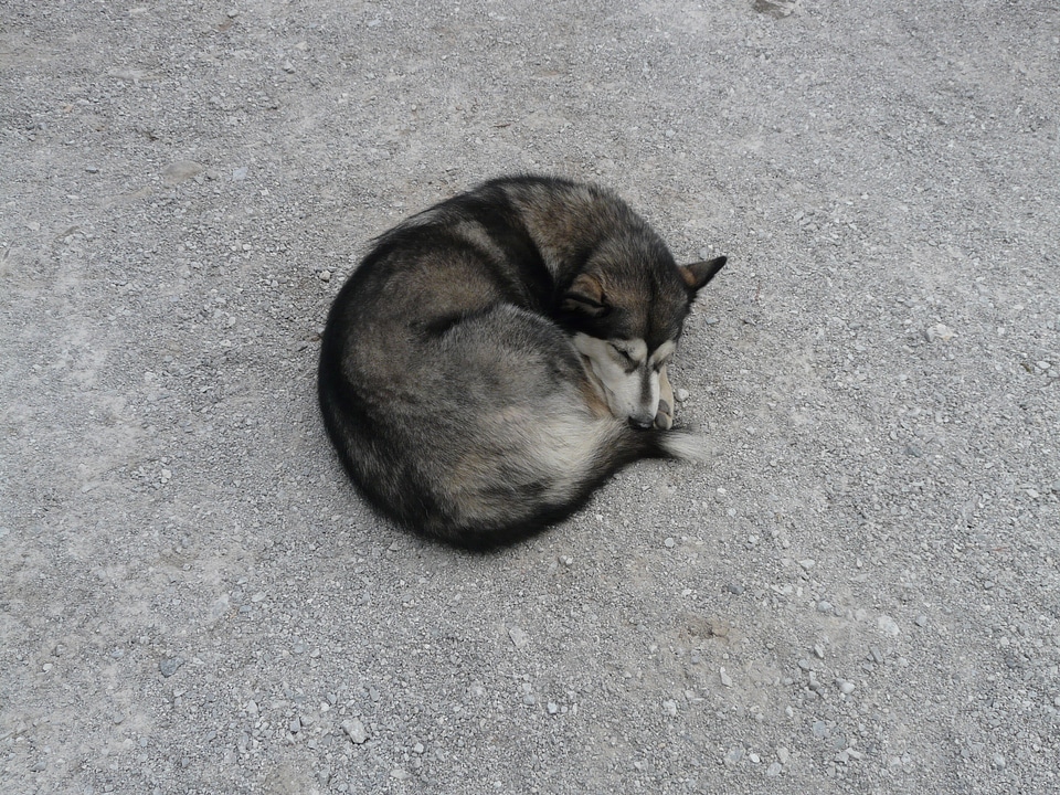 Animal rolled up sleep