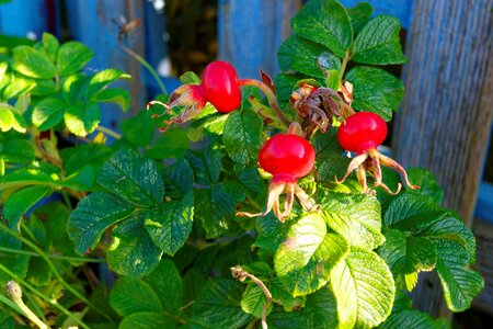 Wild green red