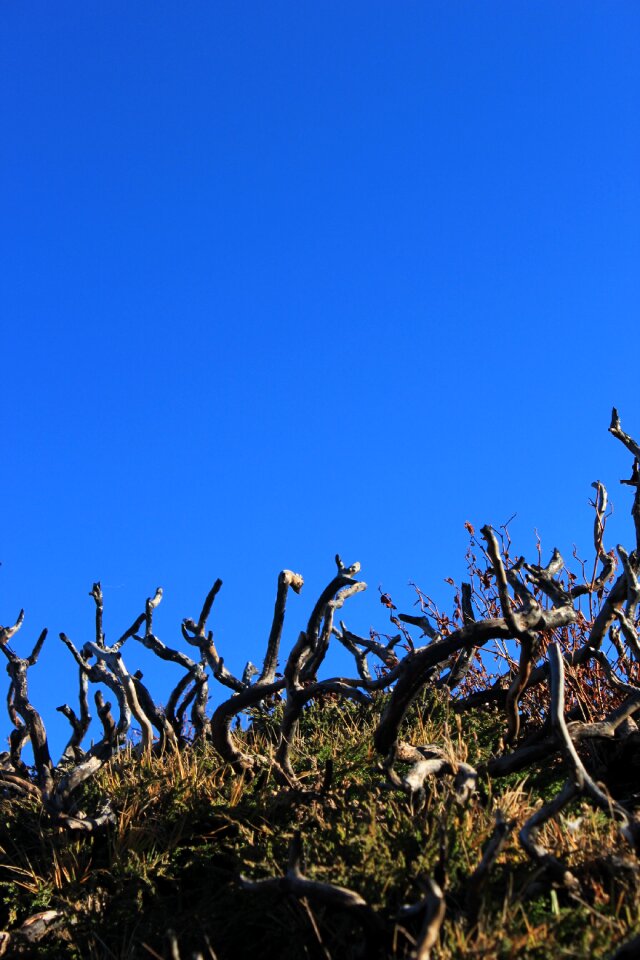 Dry green sky