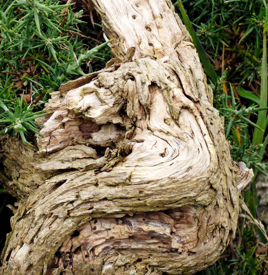 Wooden plank brown photo