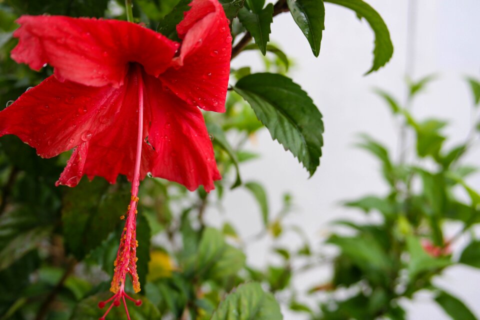Garden flowers leaves