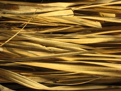 Texture straw hut