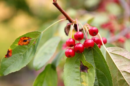 Mountain wood red berries photo