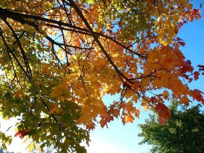 Fall leaves autumn colours bright