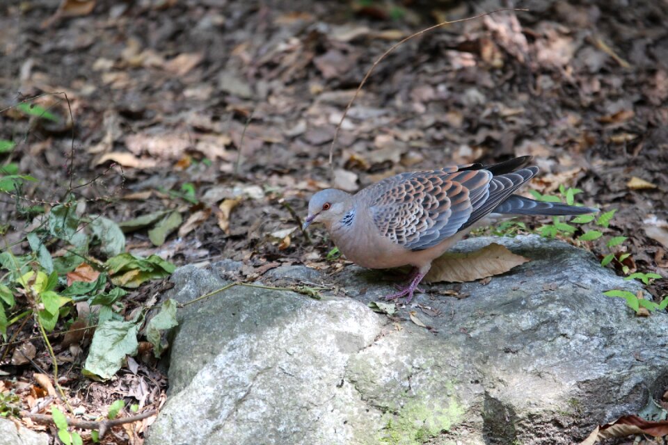 Nature birds mountain