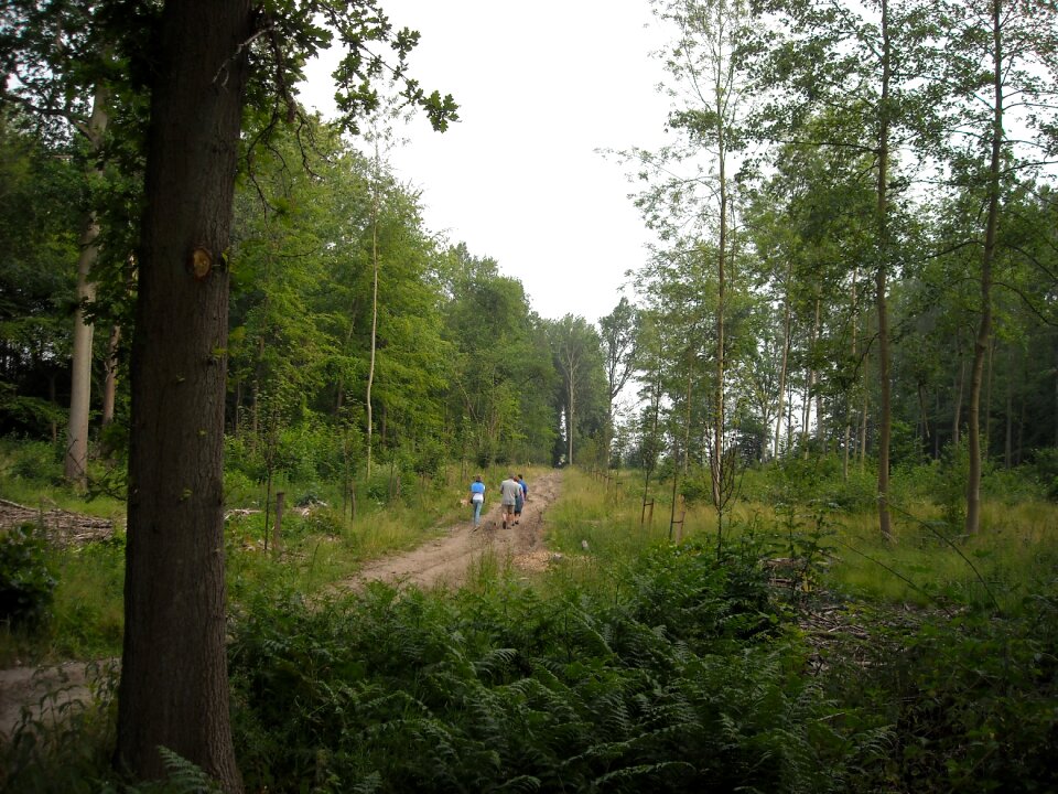 Trees walking path walk